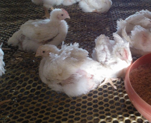 �A(y��)���ί��ټ�θ�׵���Чˎ---�����c��